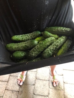 cucumber harvest